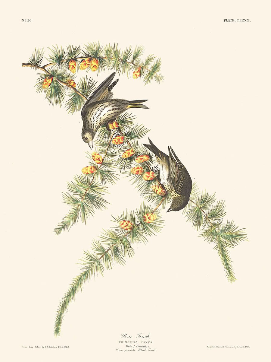 Pinzimonio di pino di John James Audubon 1827 