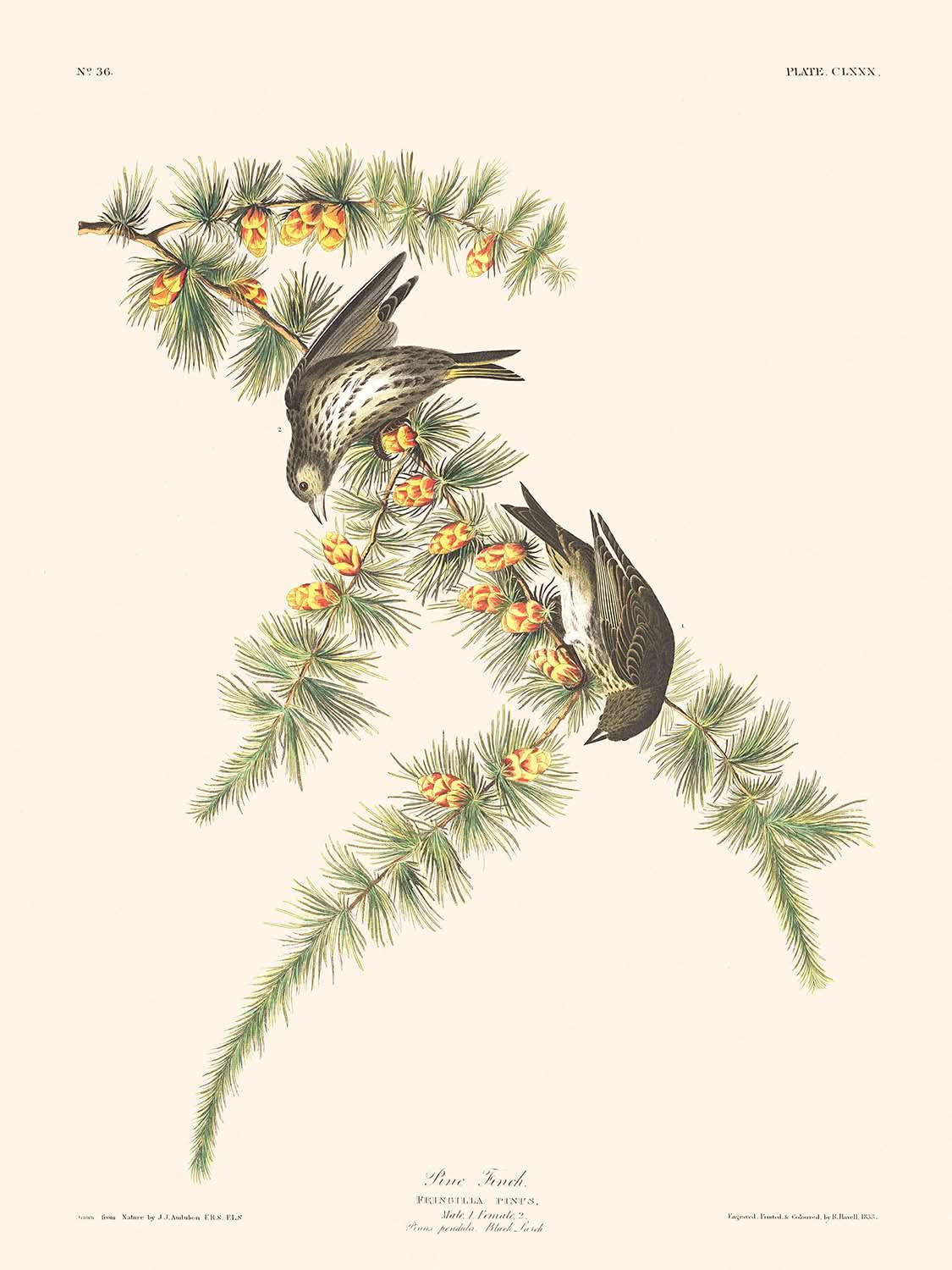 Pinzón de pino, de John James Audubon, 1827