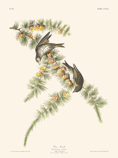 Pinzón de pino, de John James Audubon, 1827