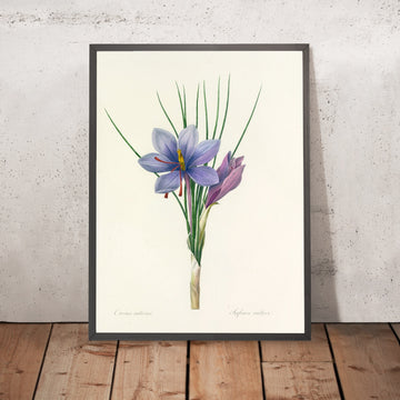 A framed image of Saffron Crocus (Crocus sativus, Plate 28) by Pierre Joseph Redouté, 1827