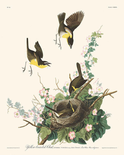 Gelbbrustiger Zilpzalp von John James Audubon, 1827 