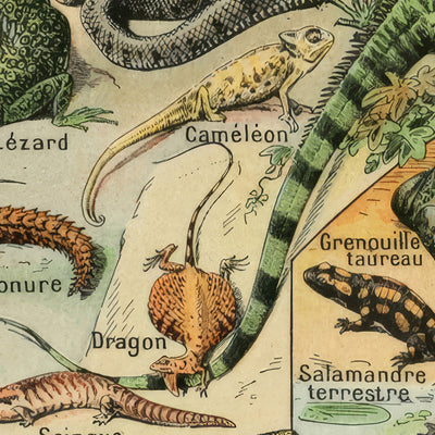 Reptiles by Adolphe Millot, 1890
