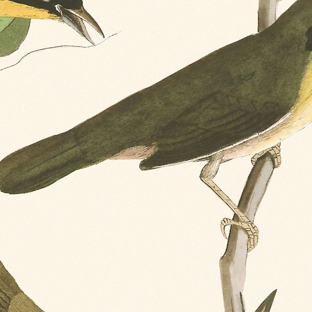 Paruline à poitrine jaune par John James Audubon, 1827