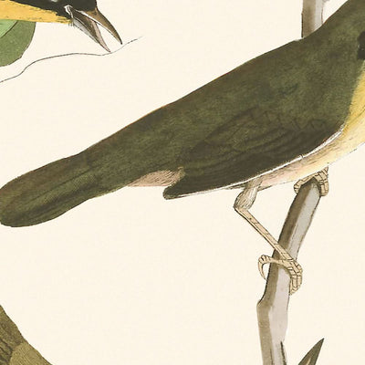 Reinita pechiamarilla, de John James Audubon, 1827