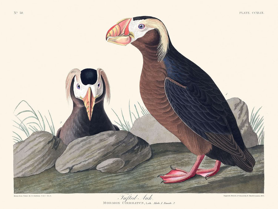 Auk a ciuffo di John James Audubon, 1827 