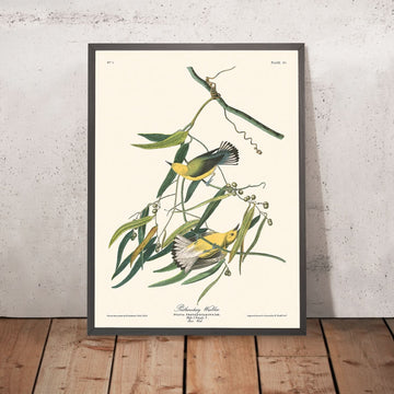 Prothonotary Warbler von John James Audubon, 1827 