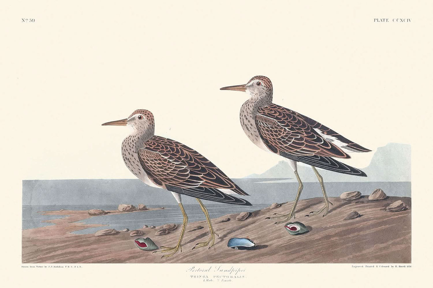 Bécasseau à poitrine cendrée par John James Audubon, 1827