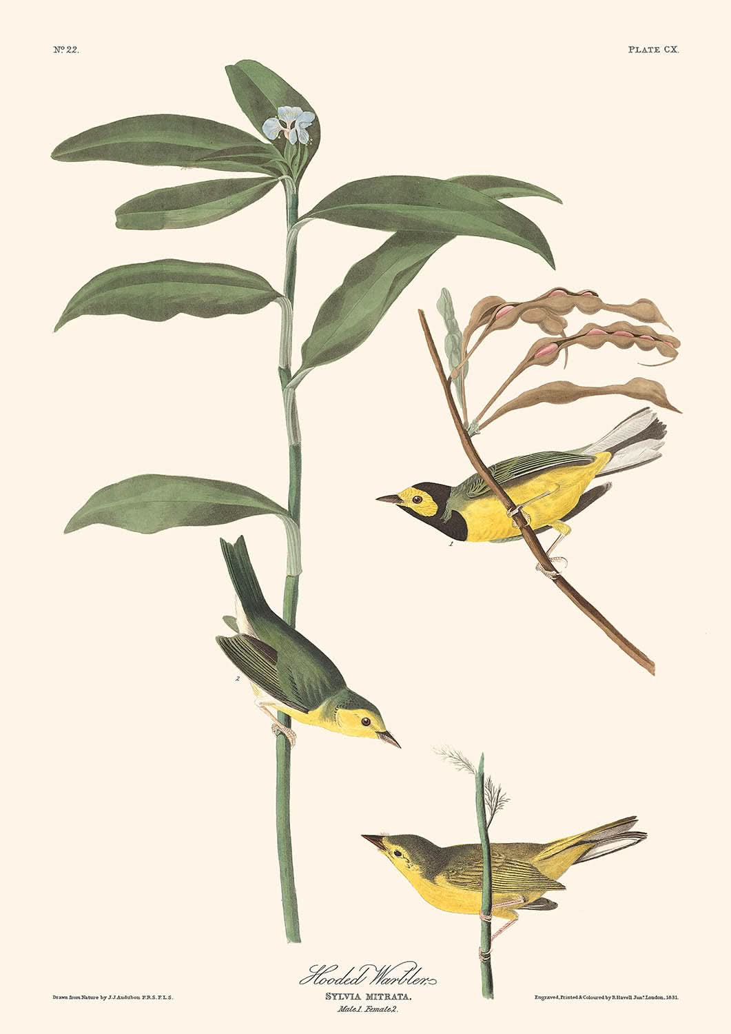 Kapuzenwaldsänger von John James Audubon, 1827