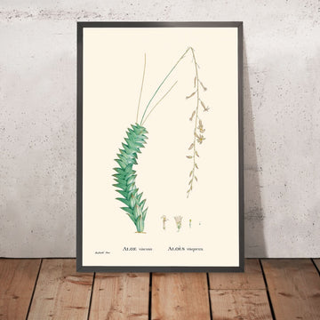Aloe Viscosa di Pierre-Joseph Redouté, 1802 