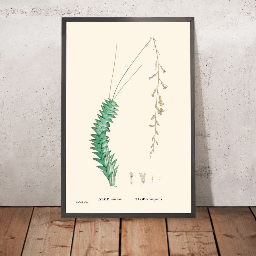 Aloe Viscosa di Pierre-Joseph Redouté, 1802 