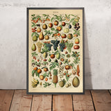 Fruits by Adolphe Millot 1890