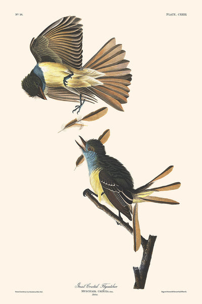 Moucherolle huppé par John James Audubon, 1827