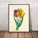 Garden Tulip (Tulipa gesneriana, Plate 108) by Pierre Joseph Redouté, 1827