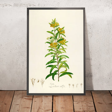 A framed image of Lysimachia salicifolia (Plate 30) by Pierre Joseph Redouté, 1813