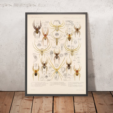 A framed image of 
