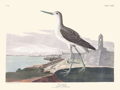 Greenshank by John James Audubon, 1827