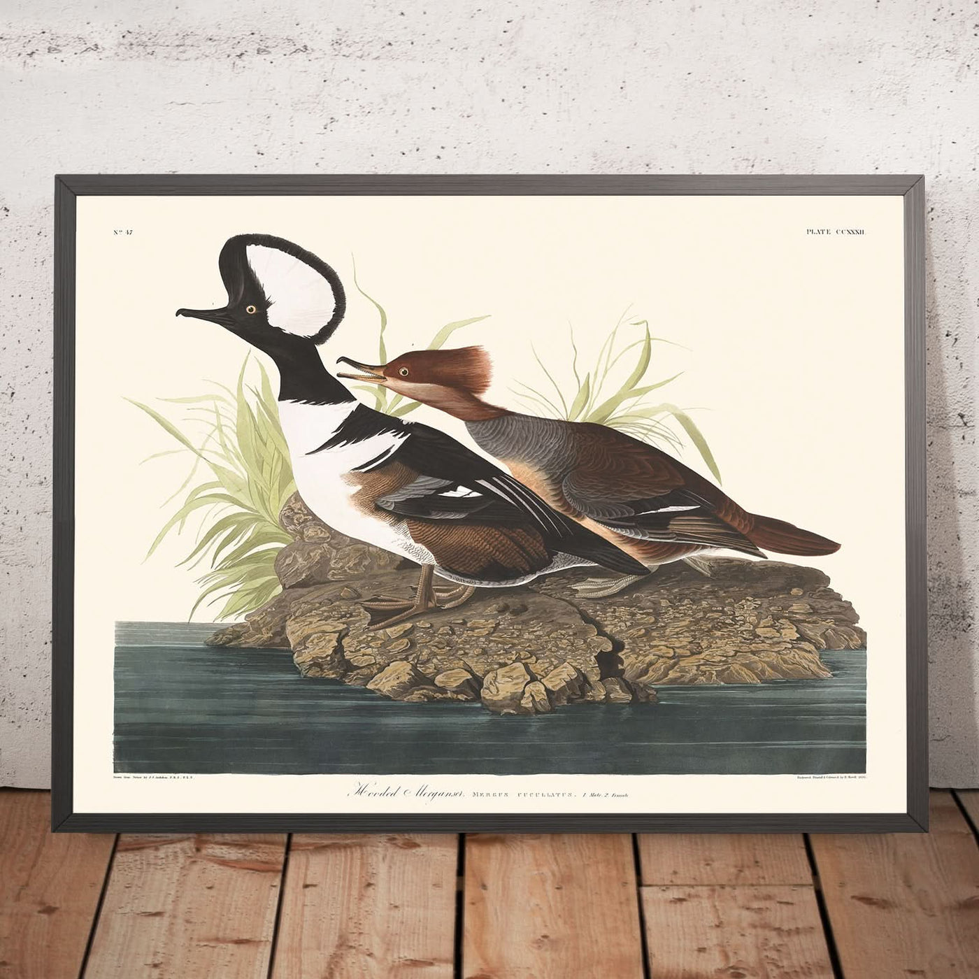 Harle couronné par John James Audubon 1827