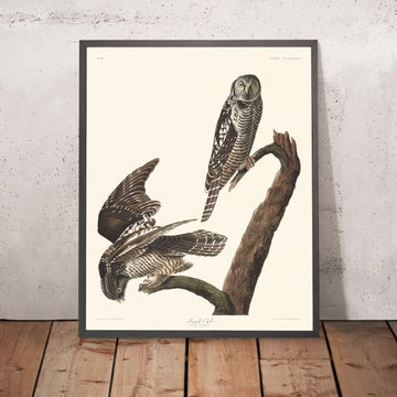 Chouette épervière de John James Audubon, 1827