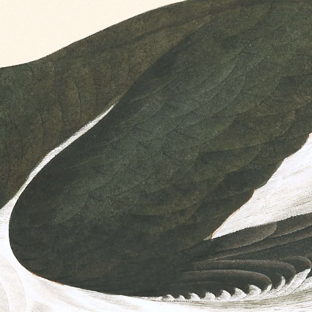 Huîtrier pie de John James Audubon, 1827