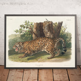 Jaguar (Felis onca) by John Woodhouse Audubon, 1845