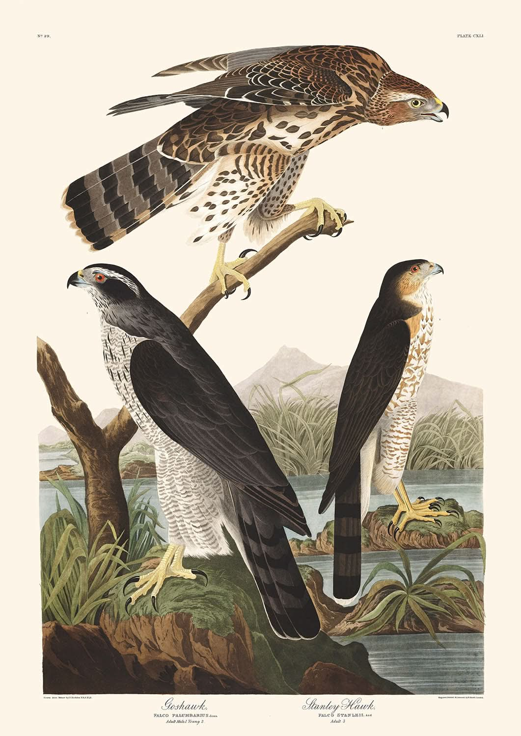 Autour des palombes et busard de Stanley par John James Audubon, 1827