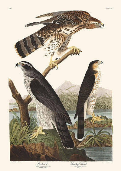 Habicht und Stanley Hawk von John James Audubon, 1827