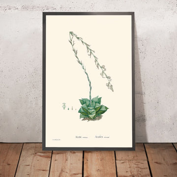 Cactus Stella di Pierre-Joseph Redouté, 1802 