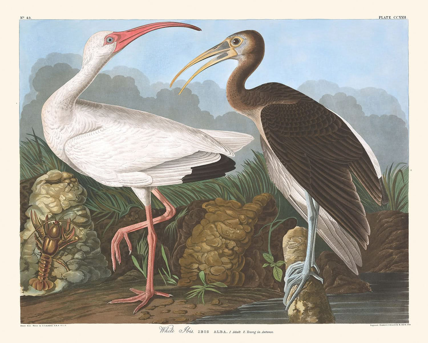 White Ibis by John James Audubon, 1827