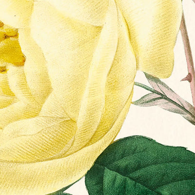 Rose jaune par Pierre-Joseph Redouté, 1802