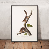 Richardson's Columbian Squirrel (Sciurus richardsonii) by John Woodhouse Audubon, 1845