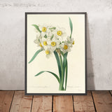 Paperwhite Narcissus (Narcissus tazetta, Plate 53) by Pierre Joseph Redouté, 1827