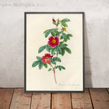 Cinnamon Rose (Rosa cinnamomea flore simplici) by Pierre Joseph Redouté, 1817