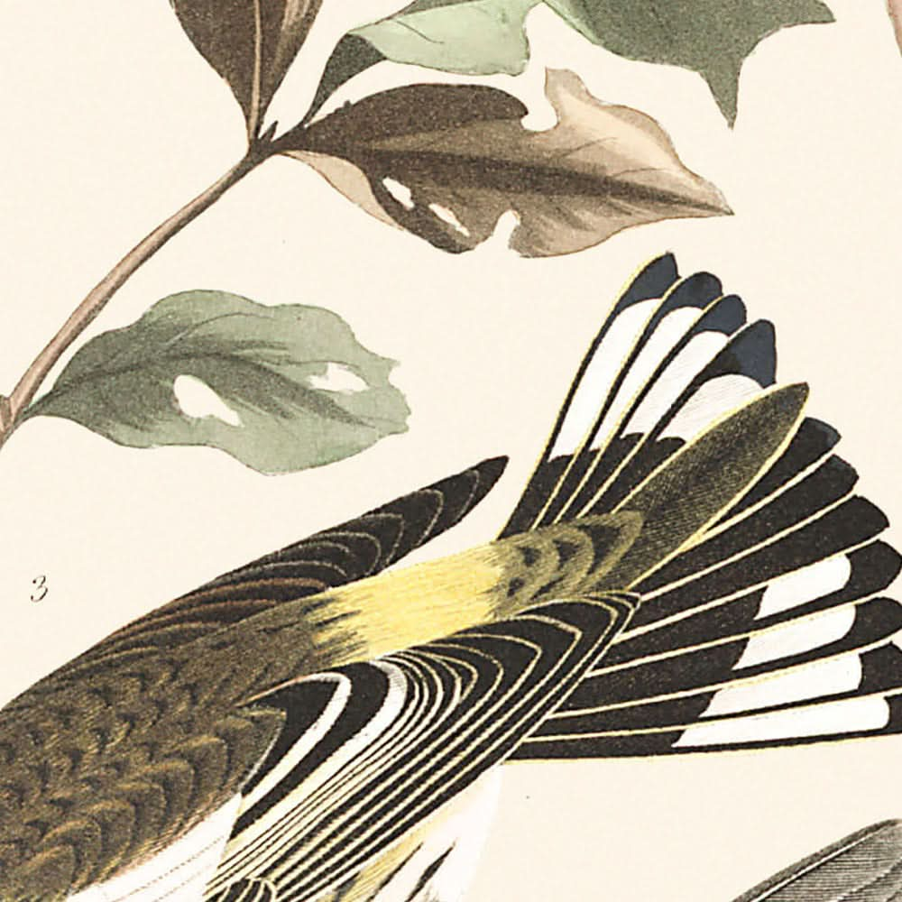 Goldflügel-Waldsänger und Kap-May-Waldsänger von John James Audubon, 1827