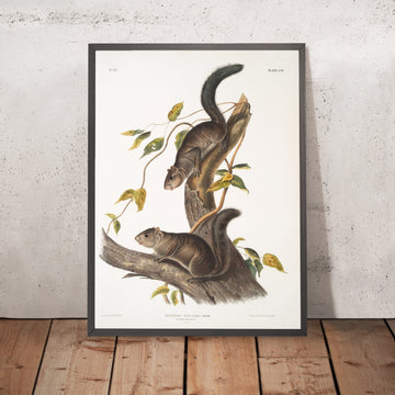 A framed image of 