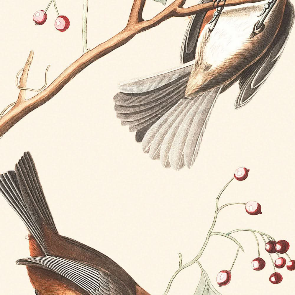 Kanadische Meise von John James Audubon, 1827