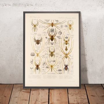 A framed image of 