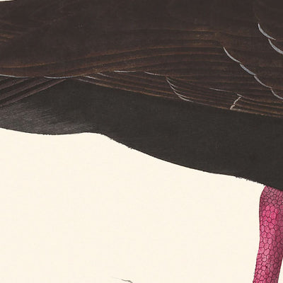 Ostrero patiblanco u ostrero de pico fino, de John James Audubon, 1827