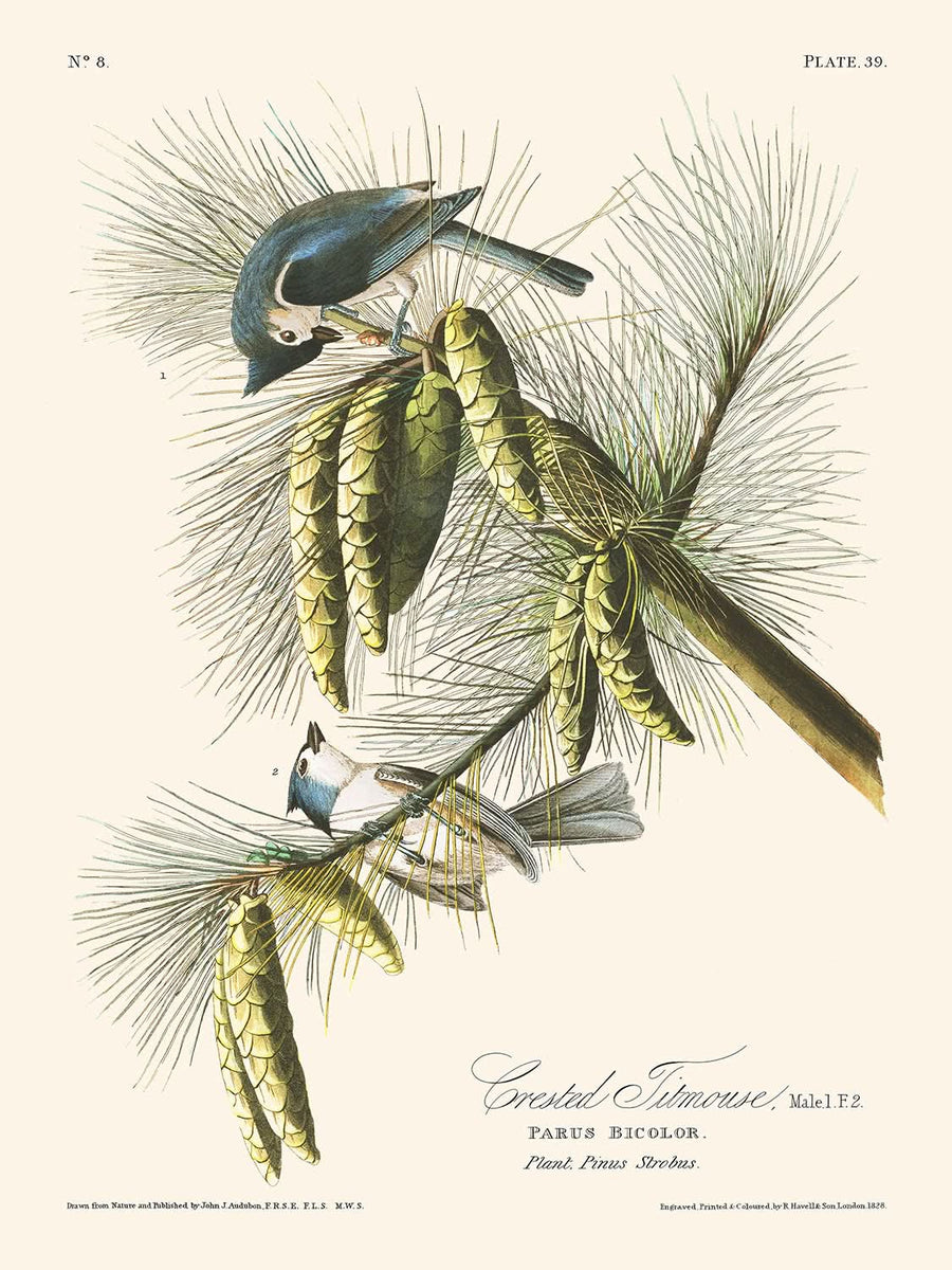 Cincia dal ciuffo di John James Audubon, 1827 