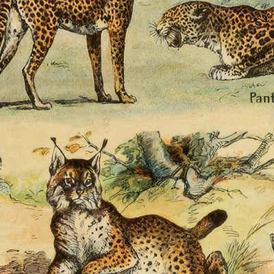 Mammals (2) by Adolphe Millot, 1890 - Cats, Dogs, Monkeys, Whales