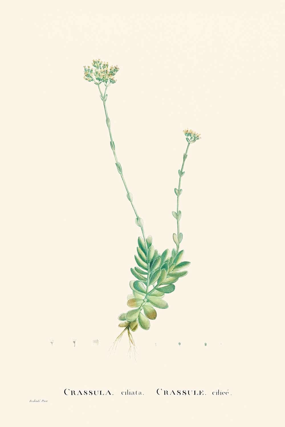 Pigmyweeds par Pierre-Joseph Redouté, 1802