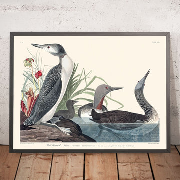 Rothals-Taucher von John James Audubon, 1827 