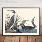 Uccello dal collo rosso di John James Audubon, 1827 