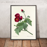 Purple Mallow (Maluva purpurea, Plate 47) by Pierre Joseph Redouté, 1827