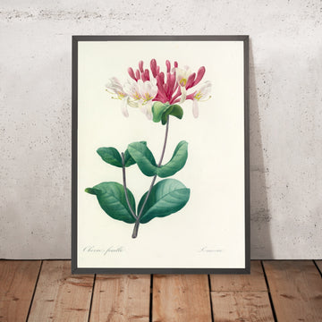 A framed image of Honeysuckle (Lonicera, Plate 23) by Pierre Joseph Redouté, 1827