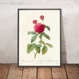 Rosa gallica ‘Agatha’ (Var. Delphiniana) by Pierre Joseph Redouté, 1817