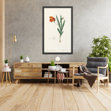 A framed image of Ixia miniata by Pierre Joseph Redouté, 1802