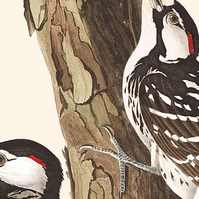 Red-Cockaded Woodpecker by John James Audubon, 1827