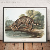 Ocelot (Felis pardalis) by John Woodhouse Audubon, 1845
