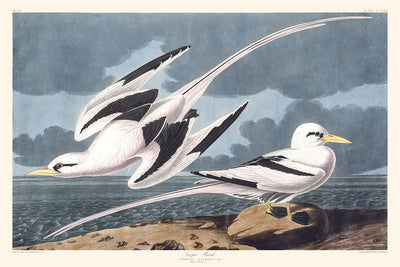 Tropic Bird by John James Audubon, 1827