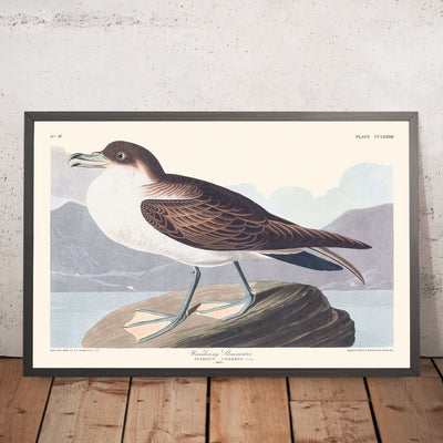 Wandernder Albatros von John James Audubon, 1827 